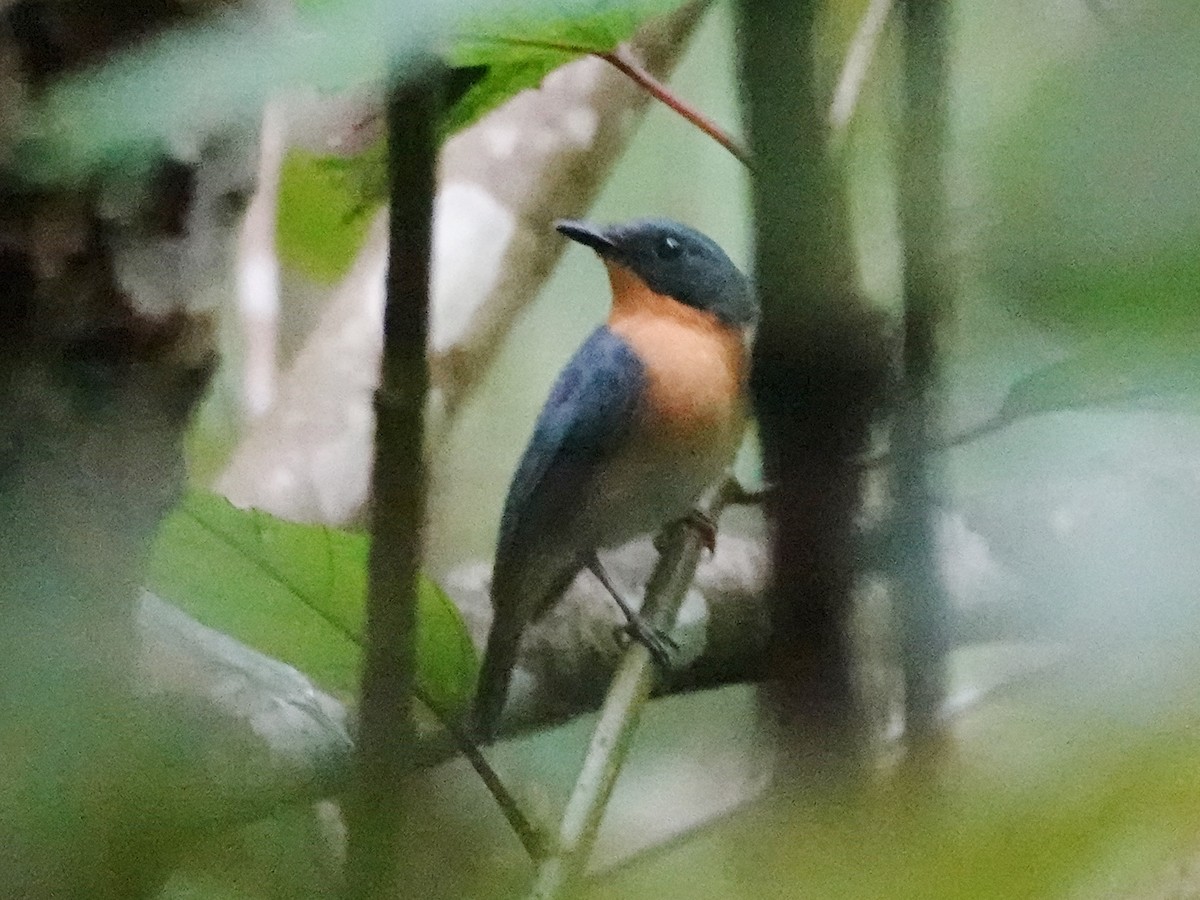 Rufous-throated Flycatcher - ML627898017