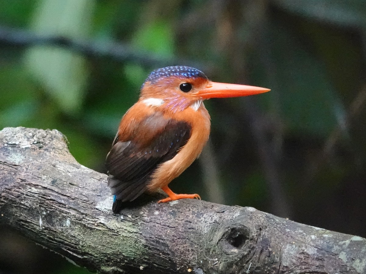 Sulawesi Dwarf-Kingfisher - ML627898032