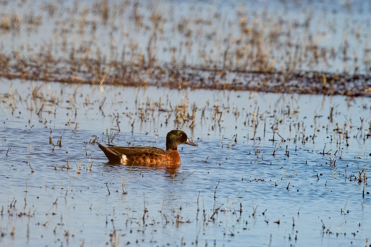 Chestnut Teal - ML627898036