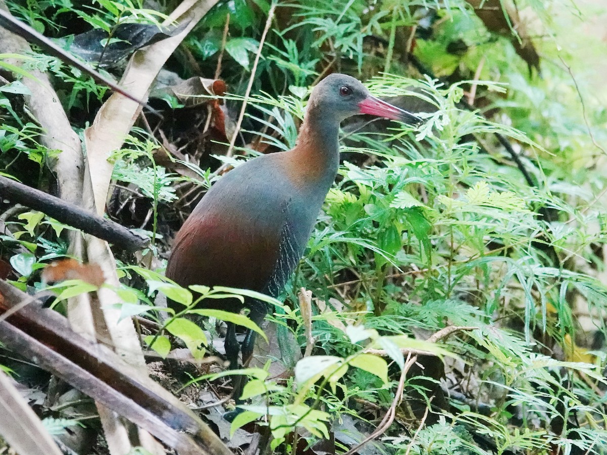 Snoring Rail - ML627898046