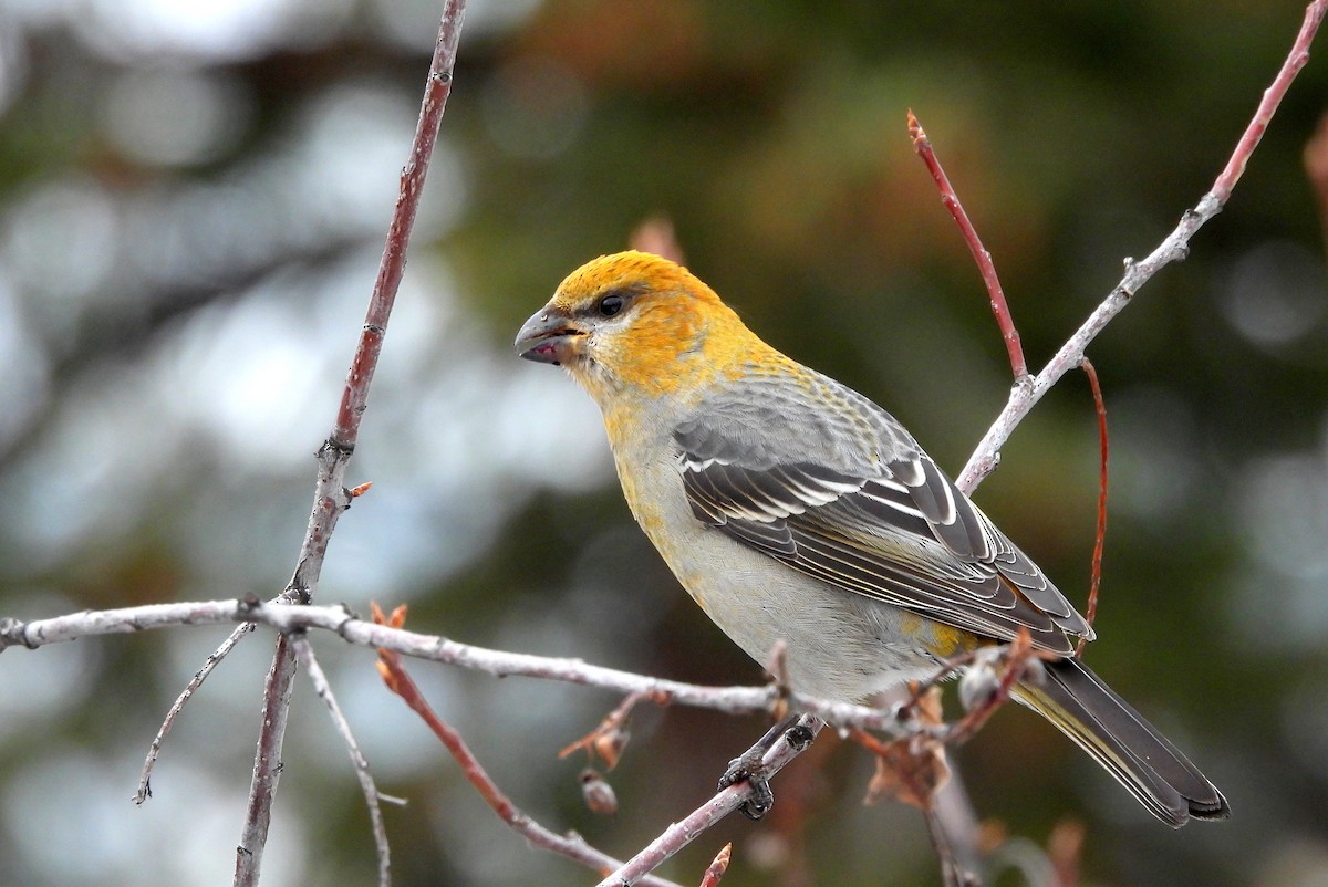 Pine Grosbeak - ML627898101