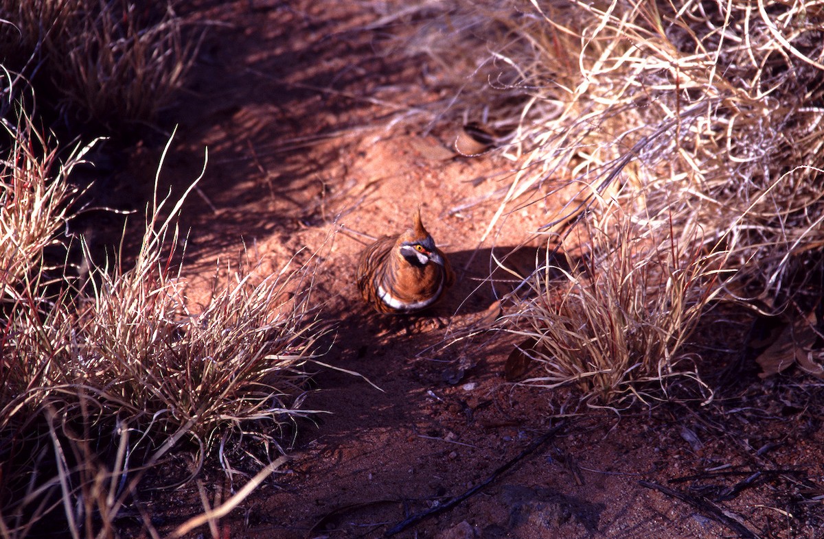 Spinifex Pigeon - ML627898102