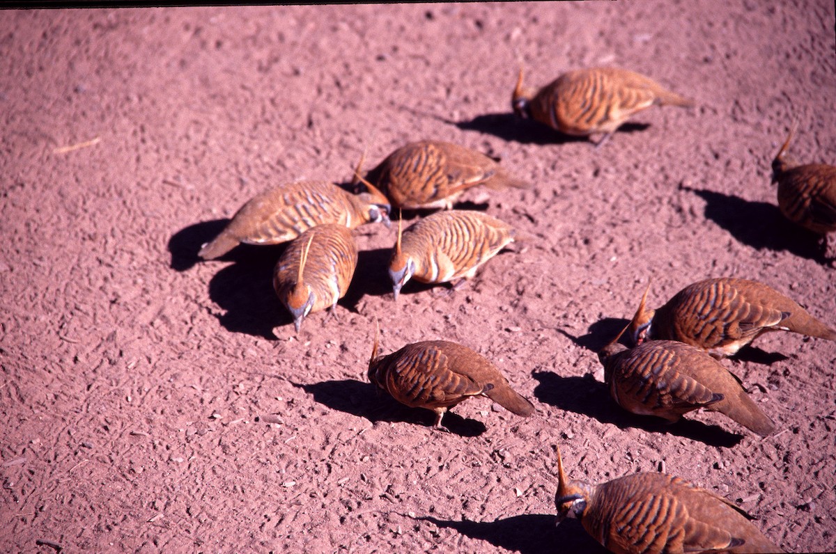 Spinifex Pigeon - ML627898115