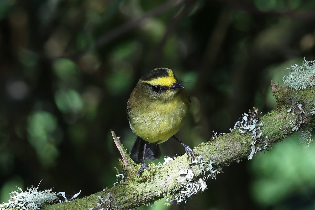 Yellow-bellied Chat-Tyrant - ML627898189