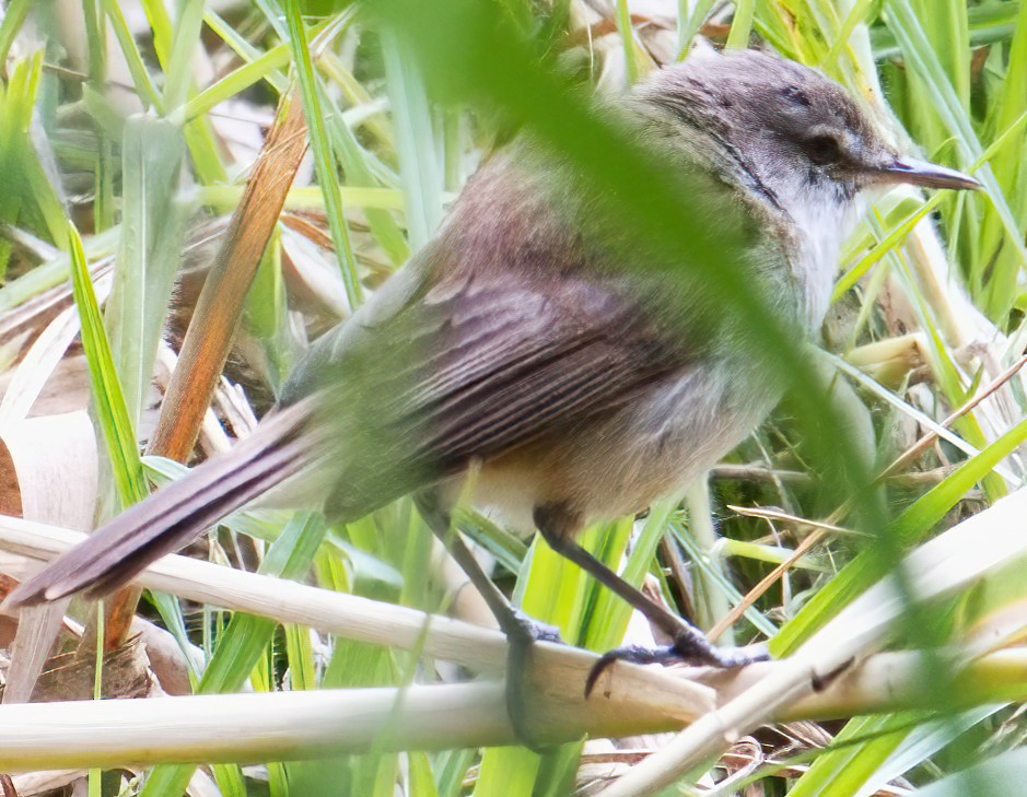 Lesser Swamp Warbler - ML627898238