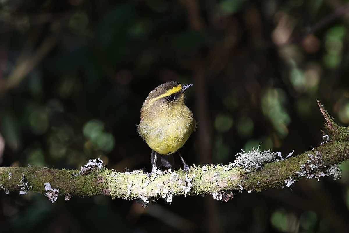 Yellow-bellied Chat-Tyrant - ML627898245