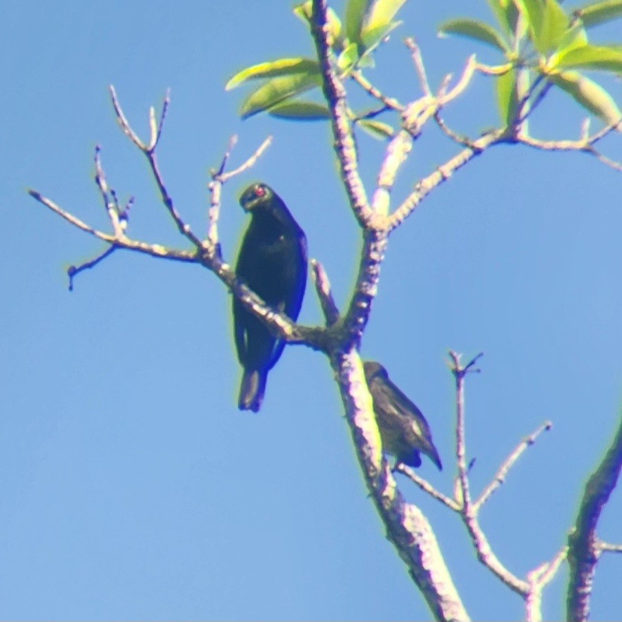 Short-tailed Starling - ML627898267