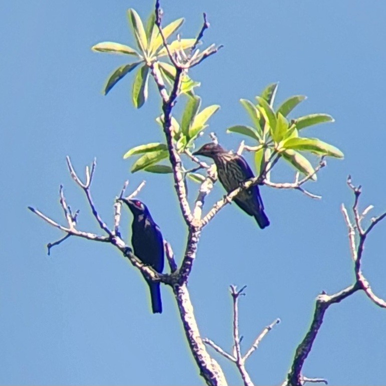 Short-tailed Starling - ML627898268