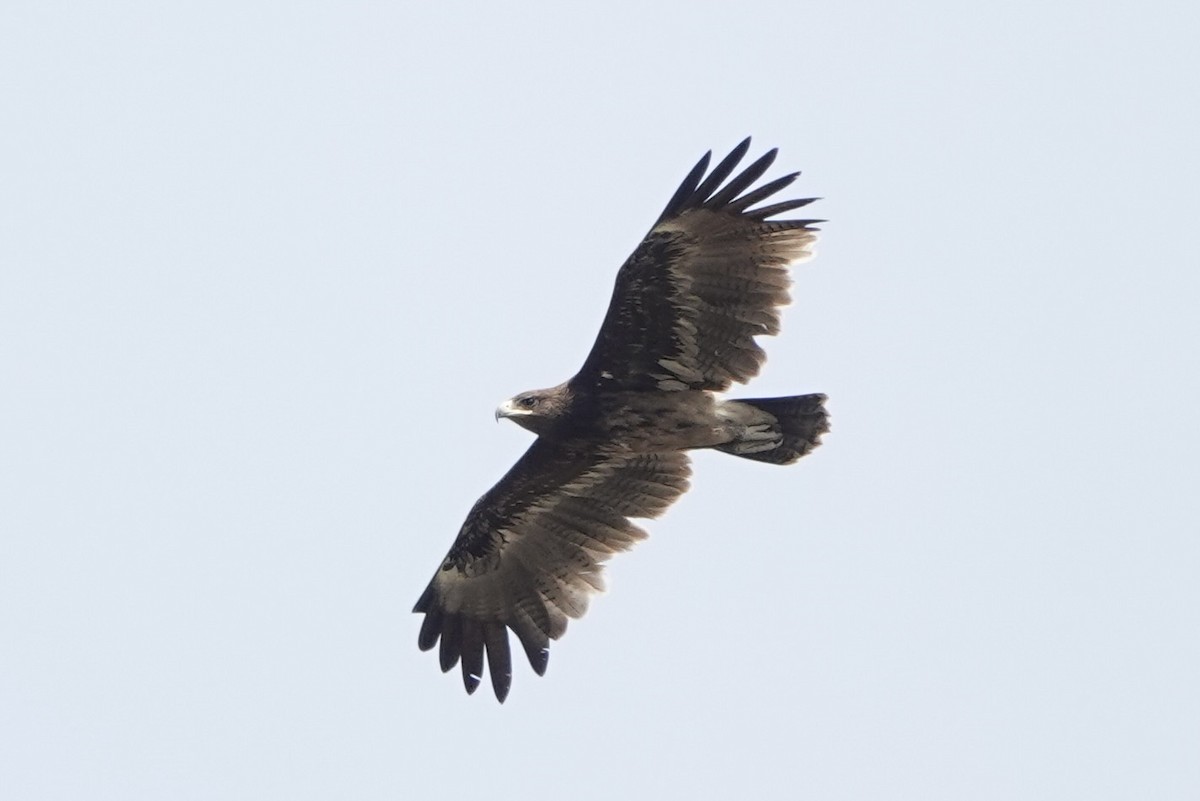 Steppe Eagle - ML627898279