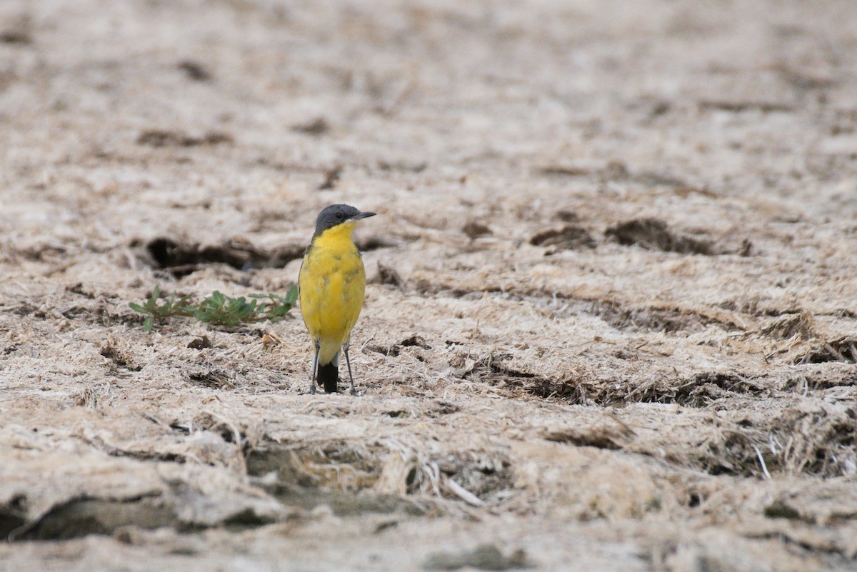 Western Yellow Wagtail - ML627898416