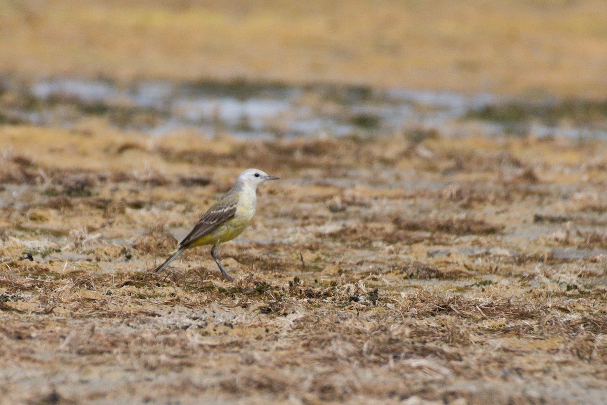 Western Yellow Wagtail - ML627898417