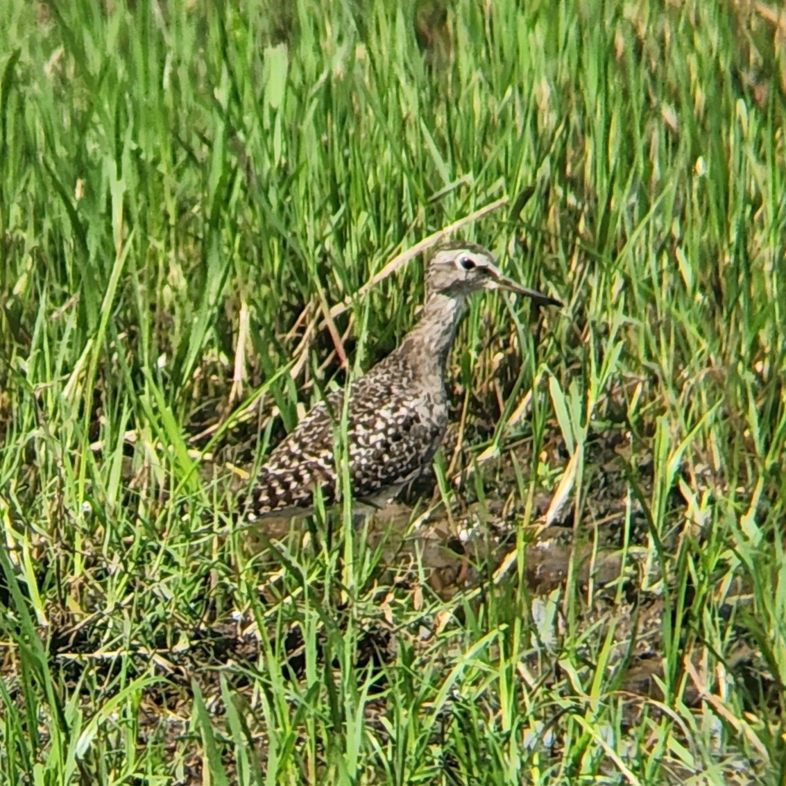 Wood Sandpiper - ML627898449