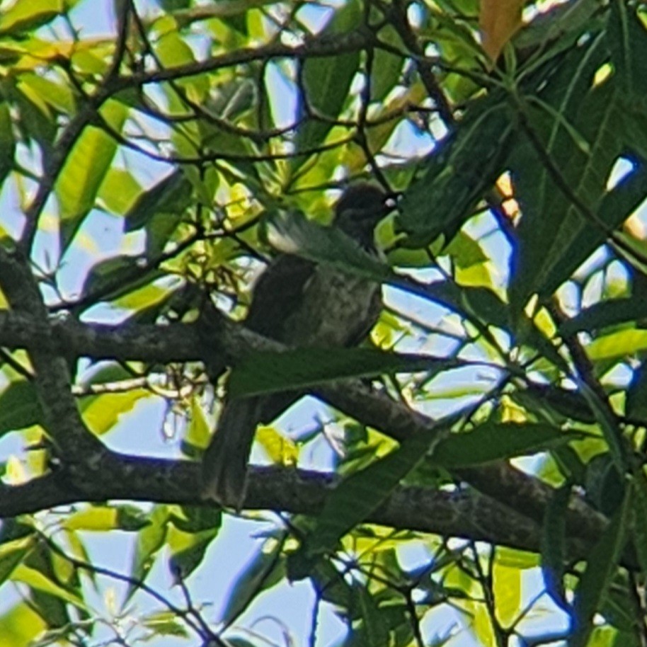 Timor Friarbird - ML627898477