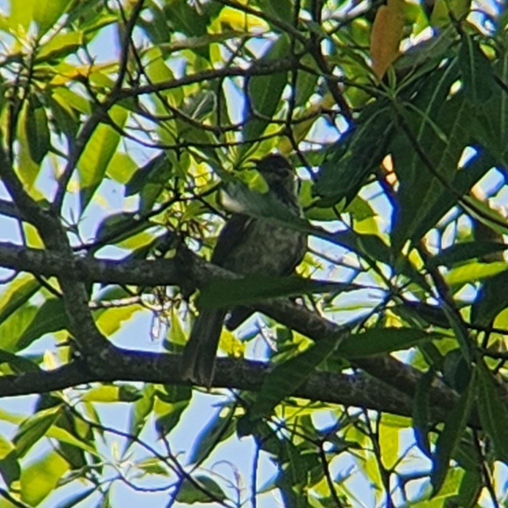 Timor Friarbird - ML627898478