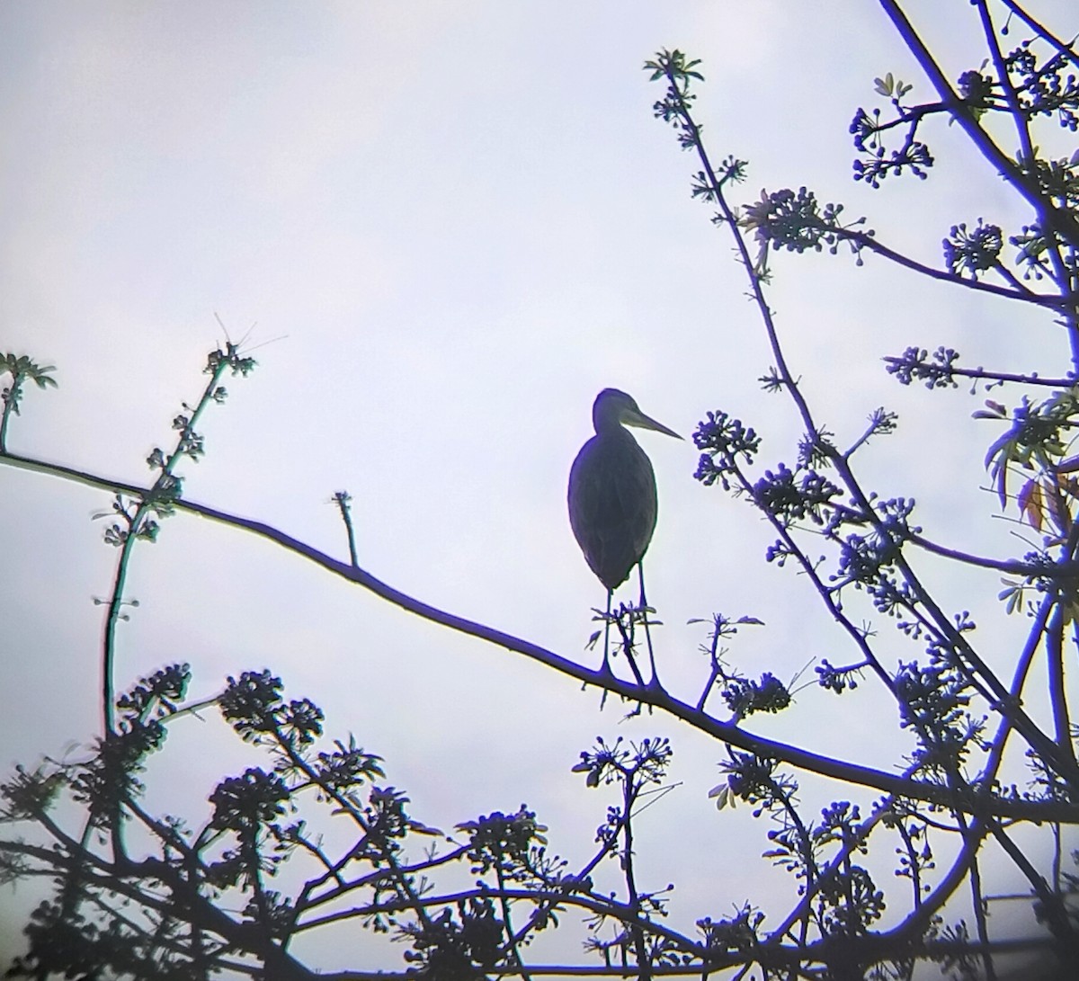 Хөх дэглий - ML627898498