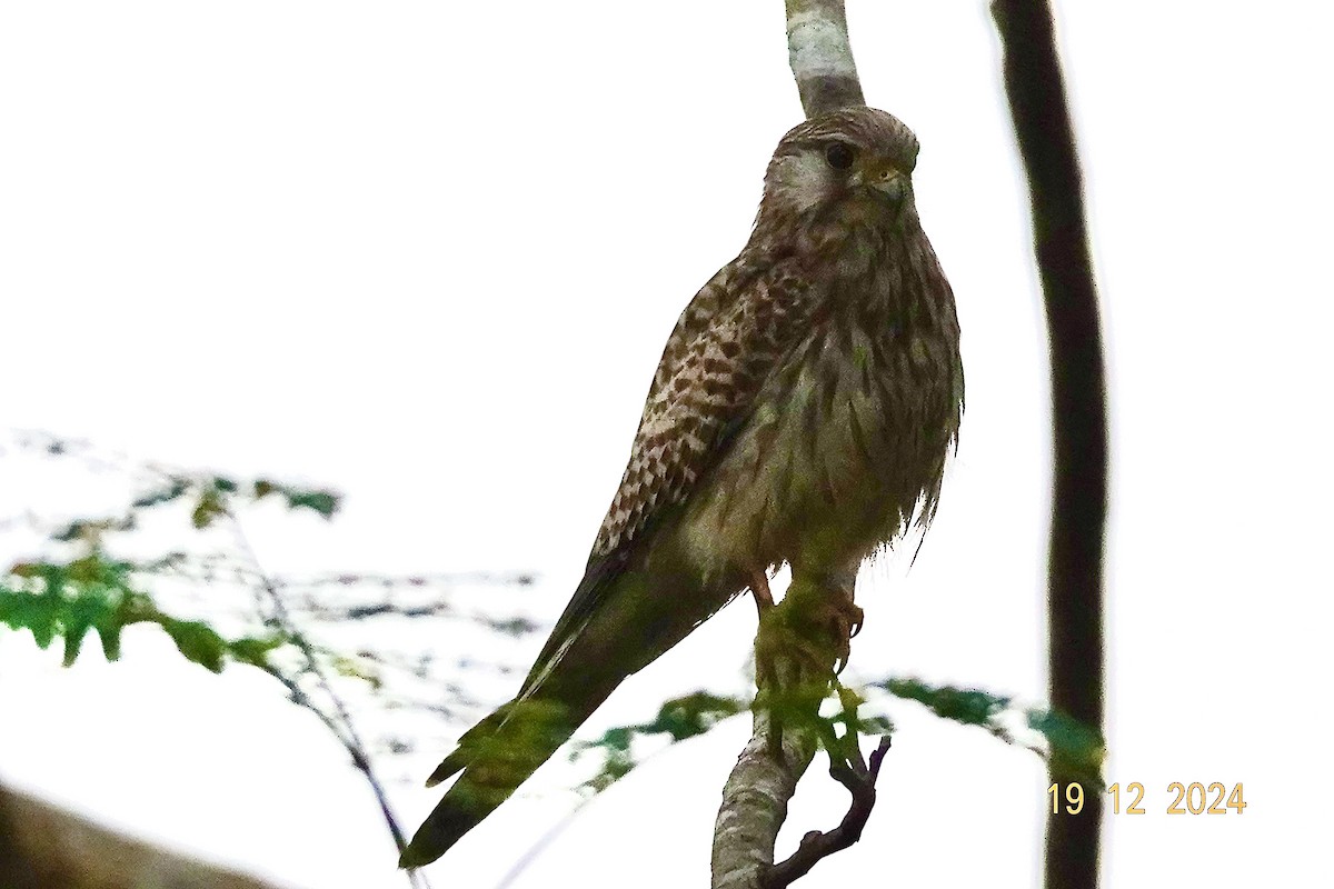 Eurasian Kestrel - ML627898504