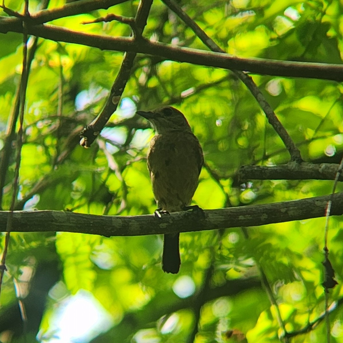 Pied Bushchat - ML627898505