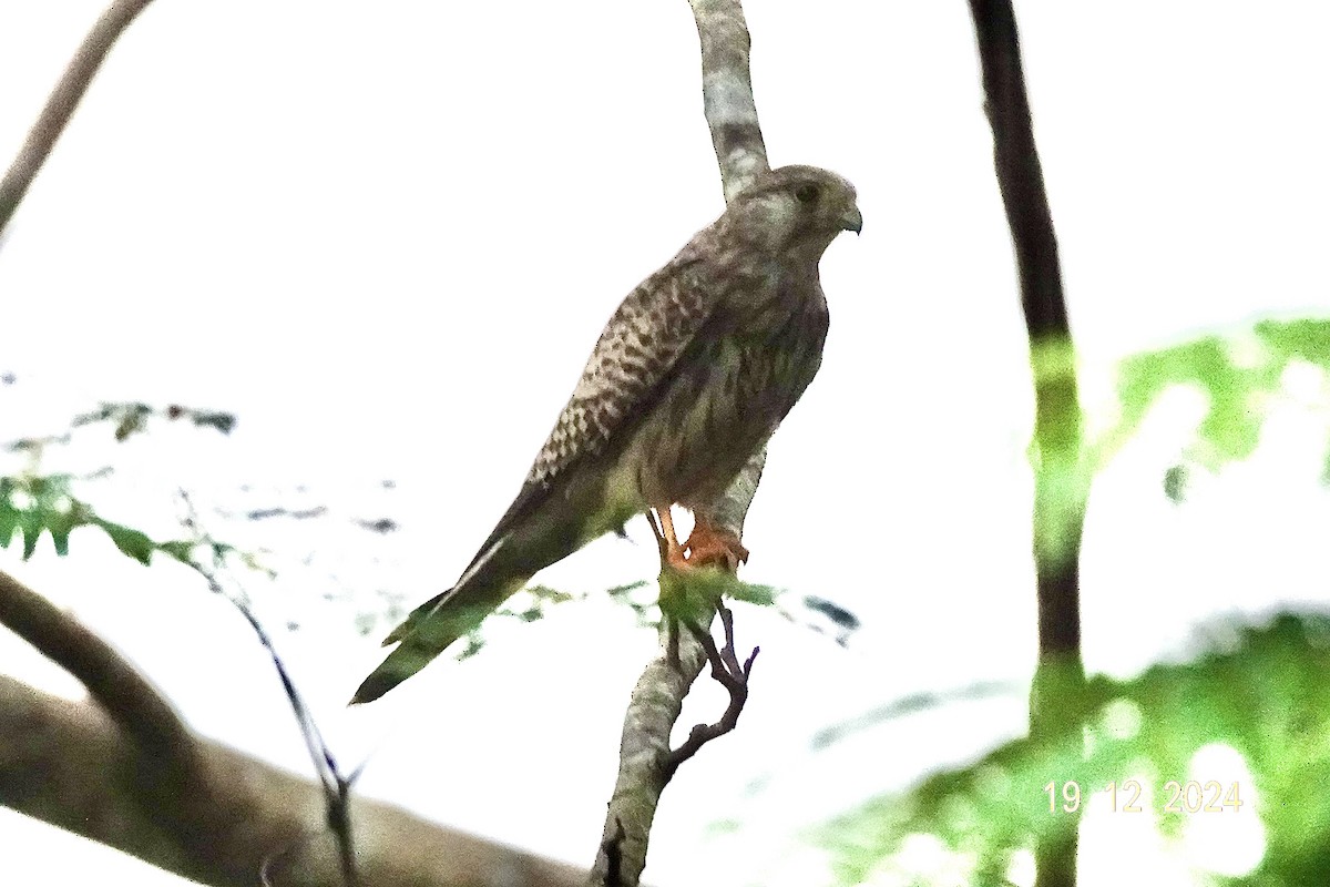 Eurasian Kestrel - ML627898526