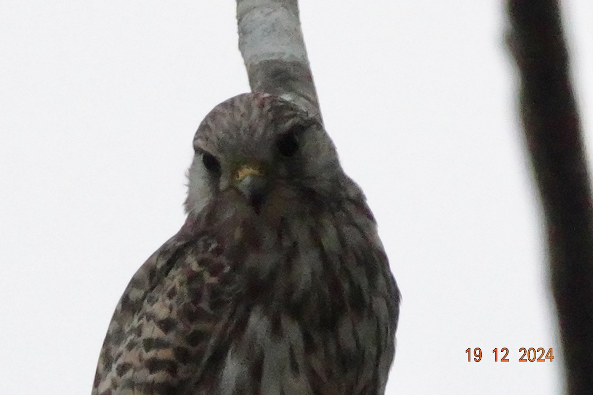 Eurasian Kestrel - ML627898531