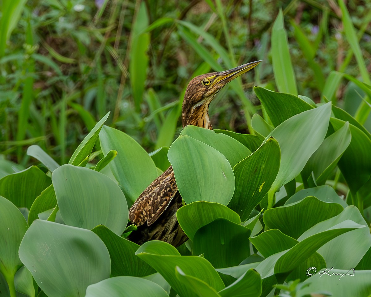 Cinnamon Bittern - ML627898553