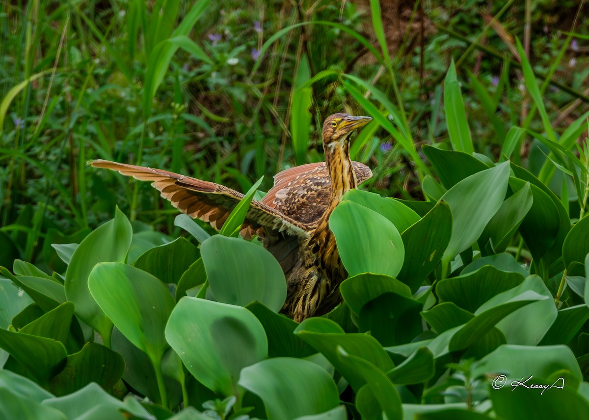 Cinnamon Bittern - ML627898554