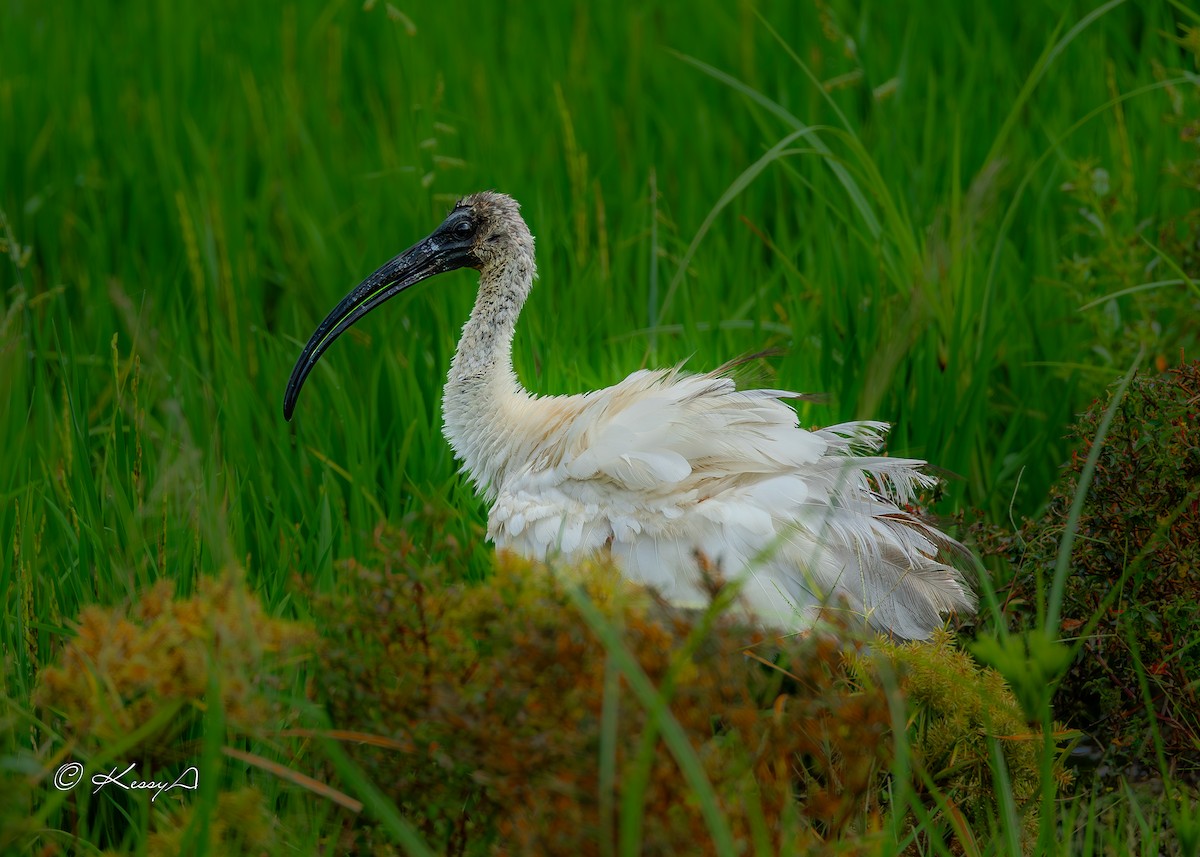 Black-headed Ibis - ML627898568