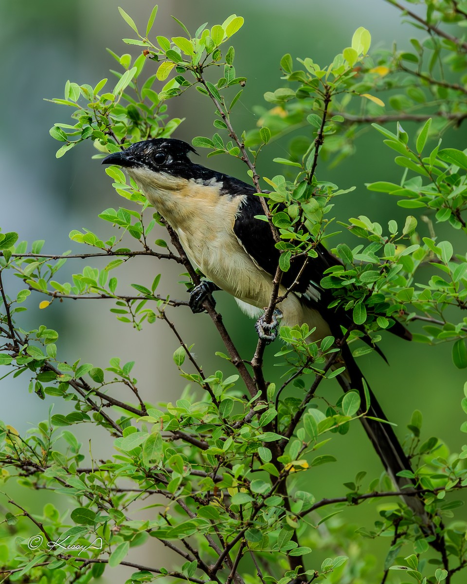 Pied Cuckoo - ML627898571