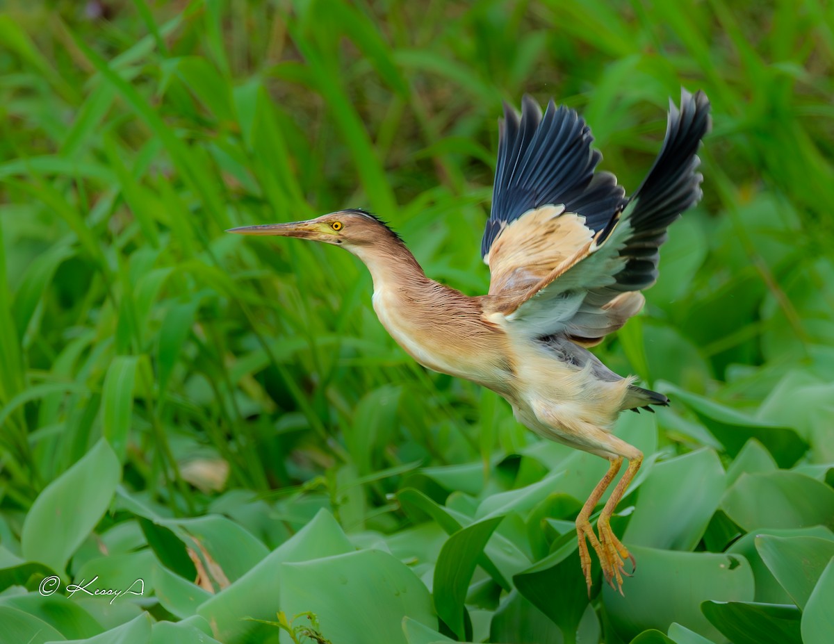 Yellow Bittern - ML627898583