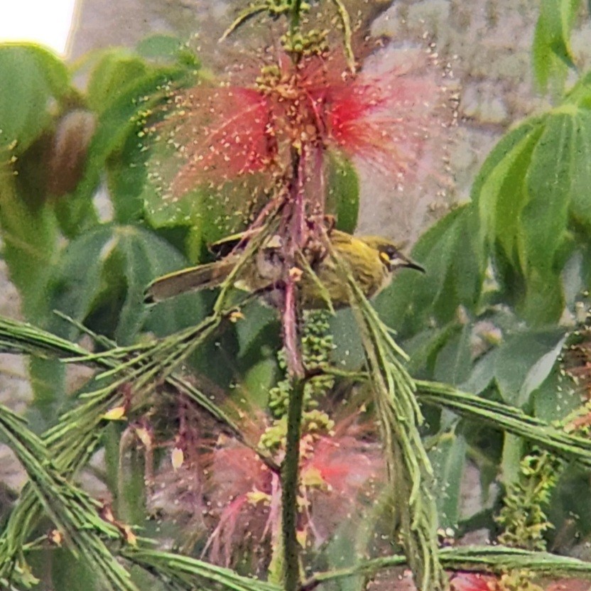 Streak-breasted Honeyeater - ML627898596