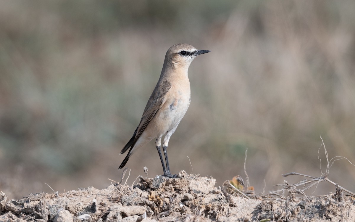 Isabelline Wheatear - ML627898628
