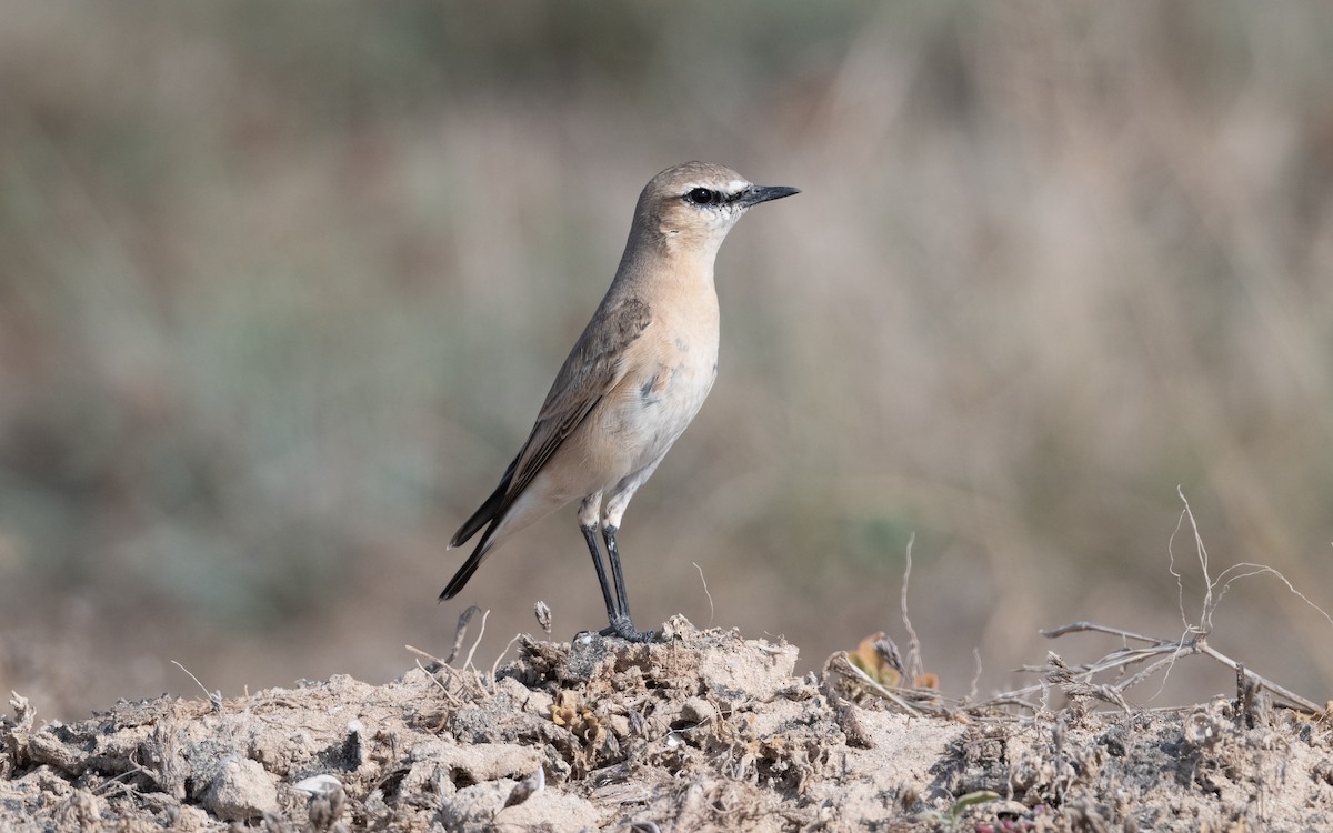 Isabelline Wheatear - ML627898629