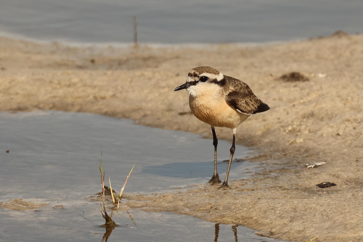 Kittlitz's Plover - ML627898630