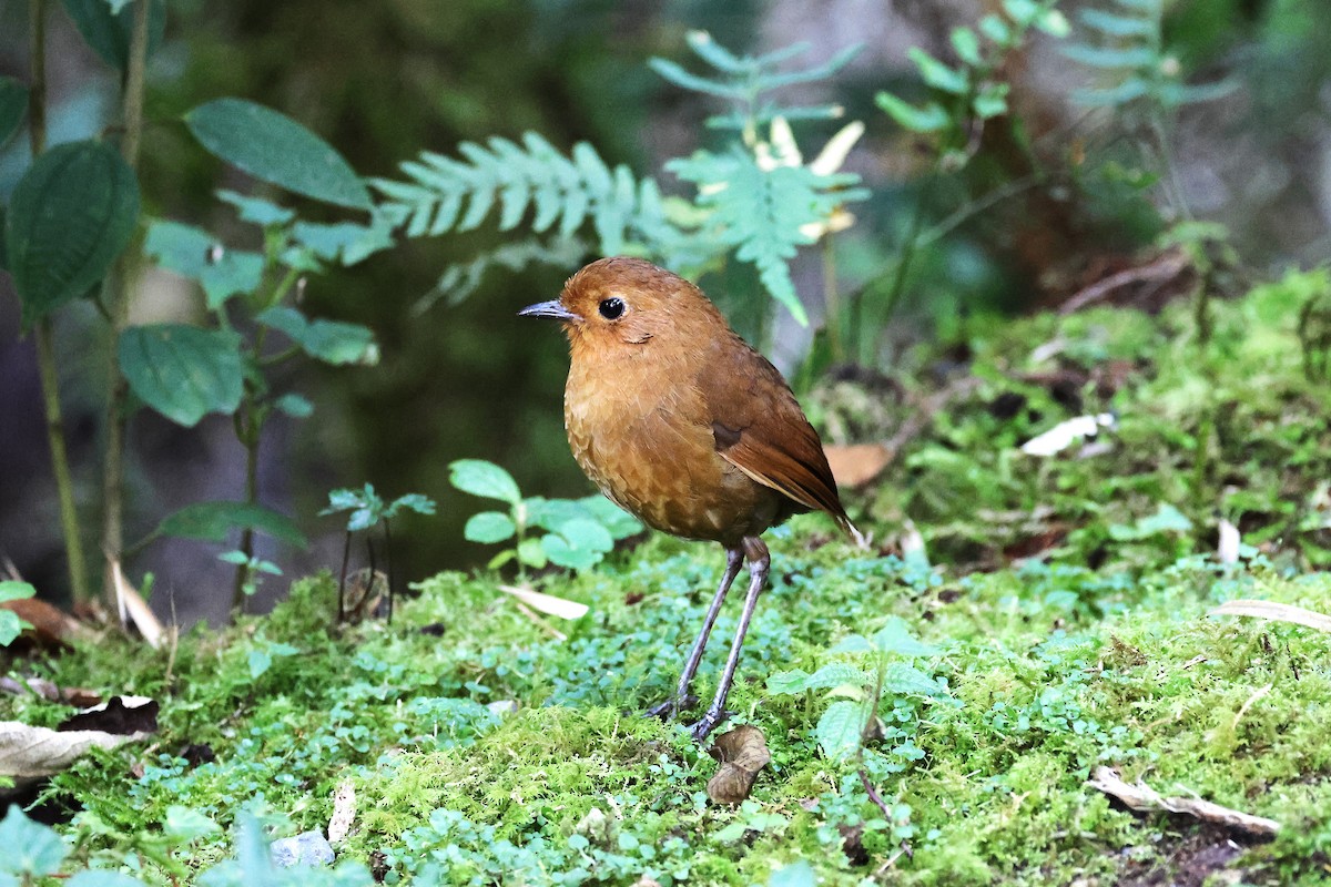 Equatorial Antpitta - ML627898665