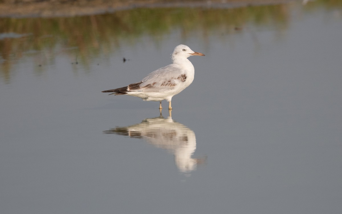 Slender-billed Gull - ML627898668