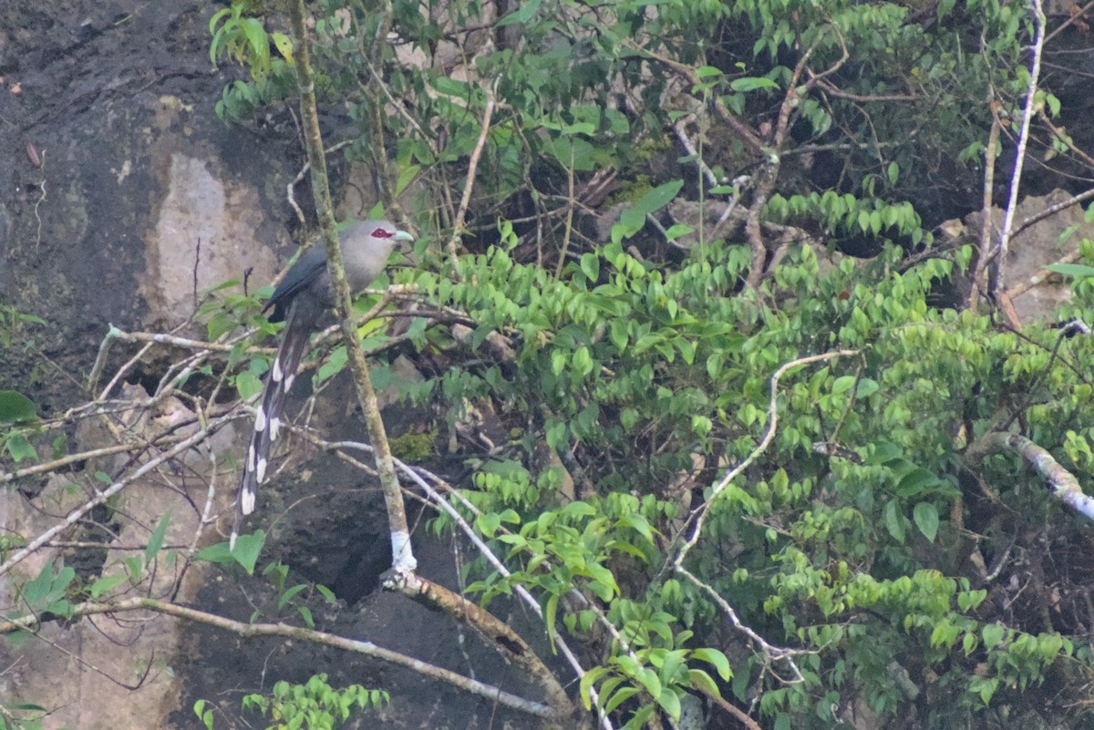 Green-billed Malkoha - ML627898673