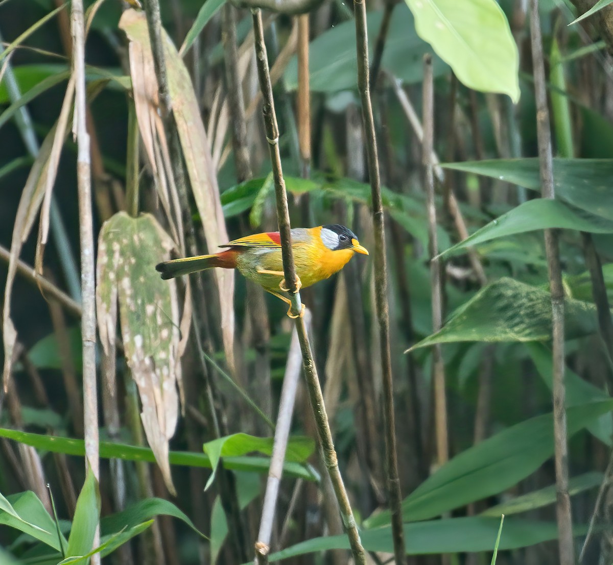 Silver-eared Mesia - ML627898676