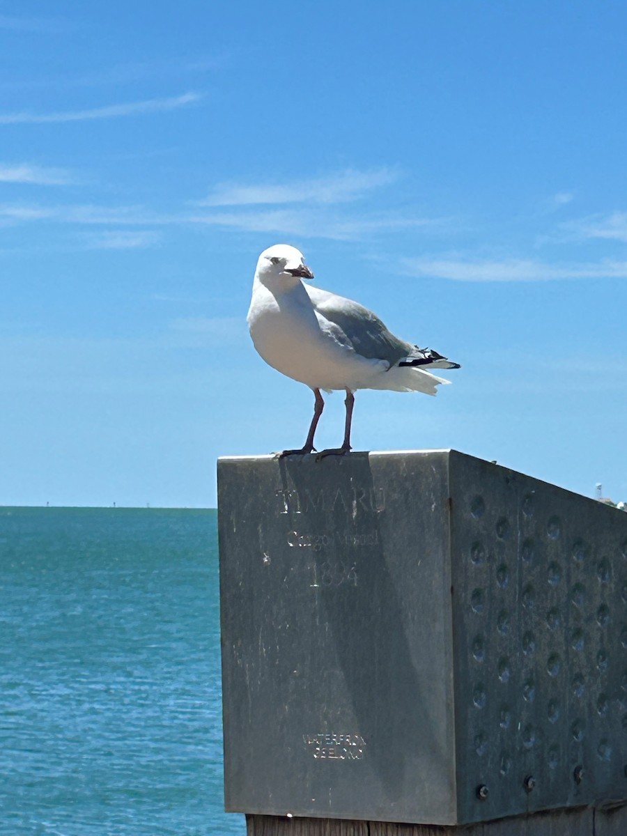 Mouette argentée - ML627898713