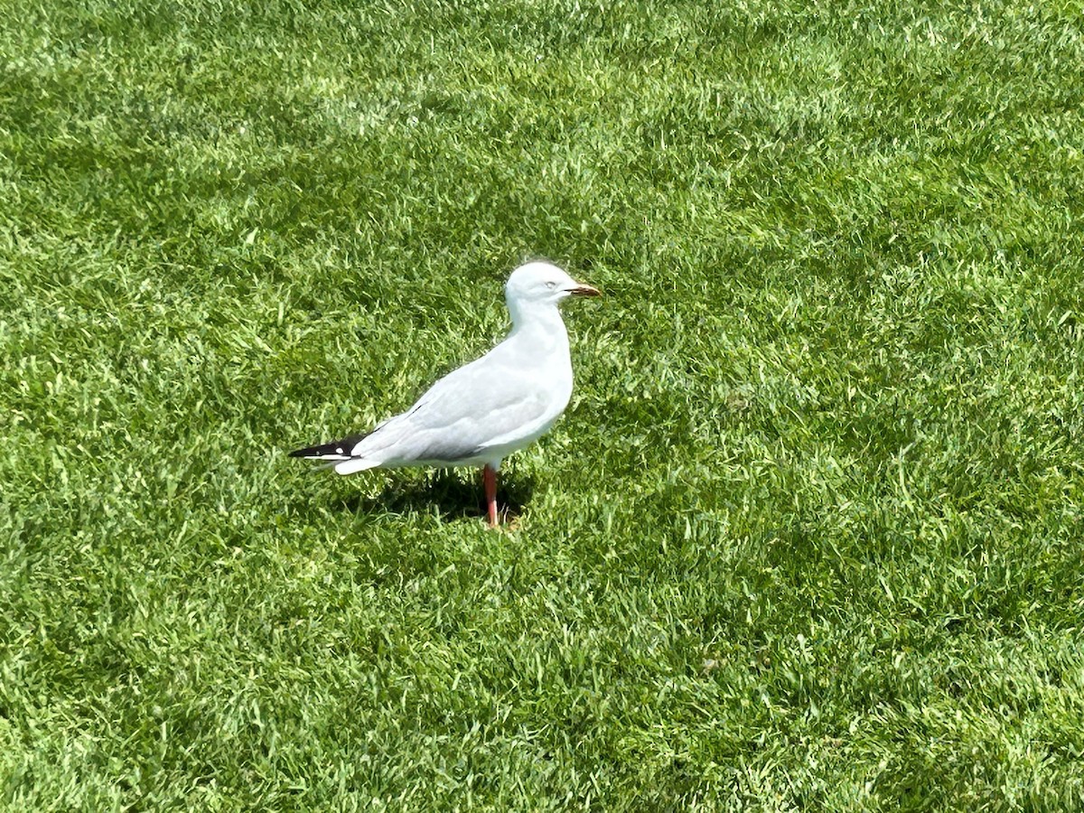 Mouette argentée - ML627898727