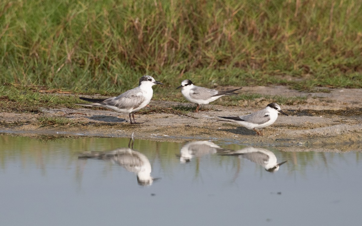 Whiskered Tern - ML627898734