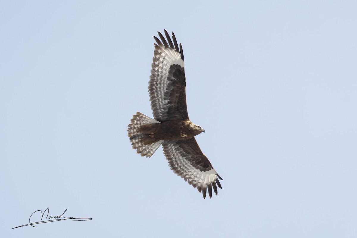 Upland Buzzard - ML627898847