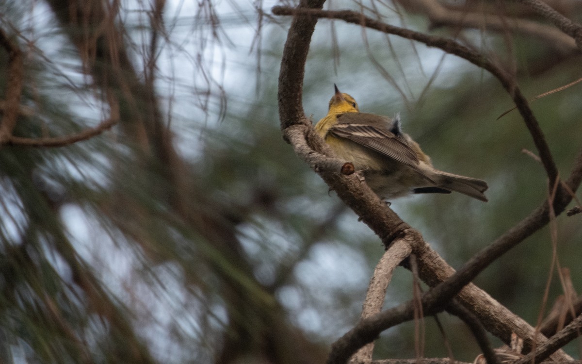 Pine Warbler - ML627898852