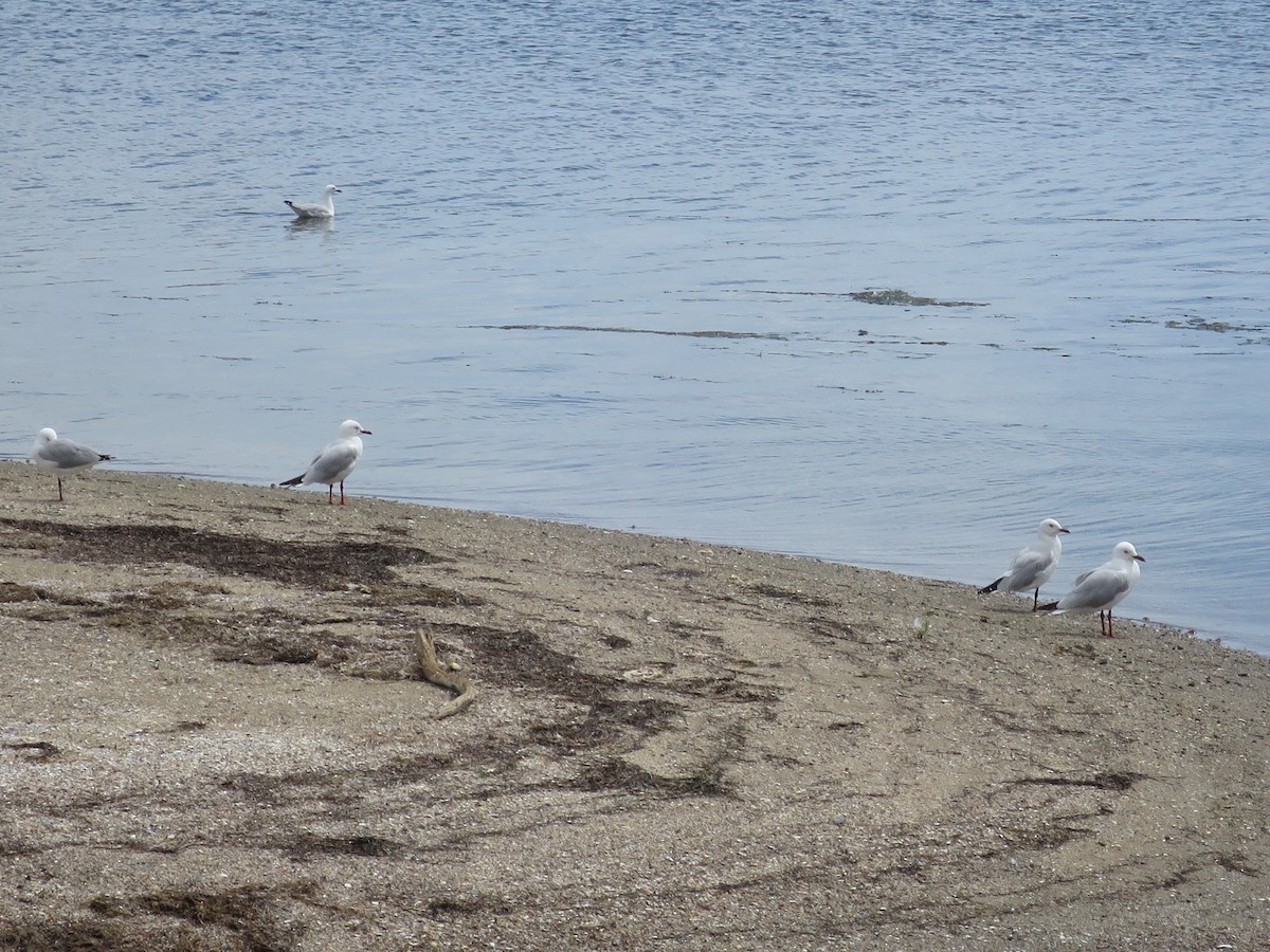 Mouette argentée - ML627898863