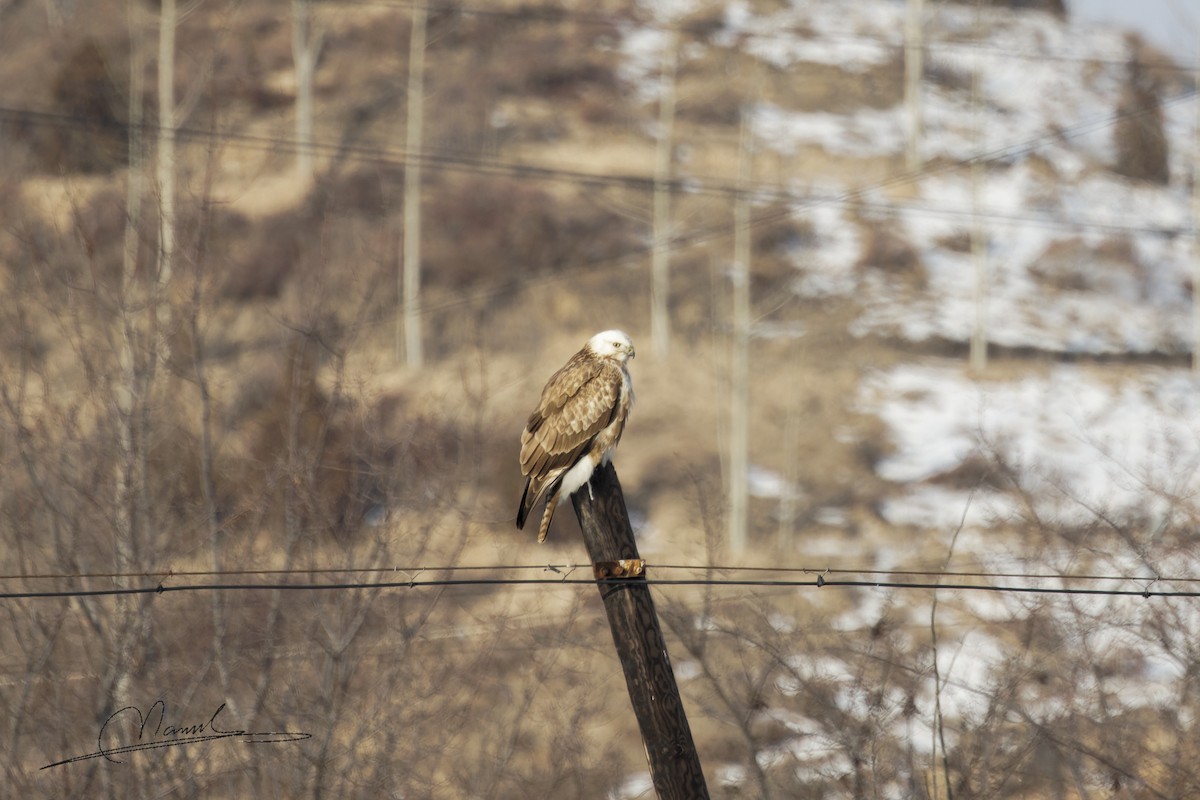 Upland Buzzard - ML627898874