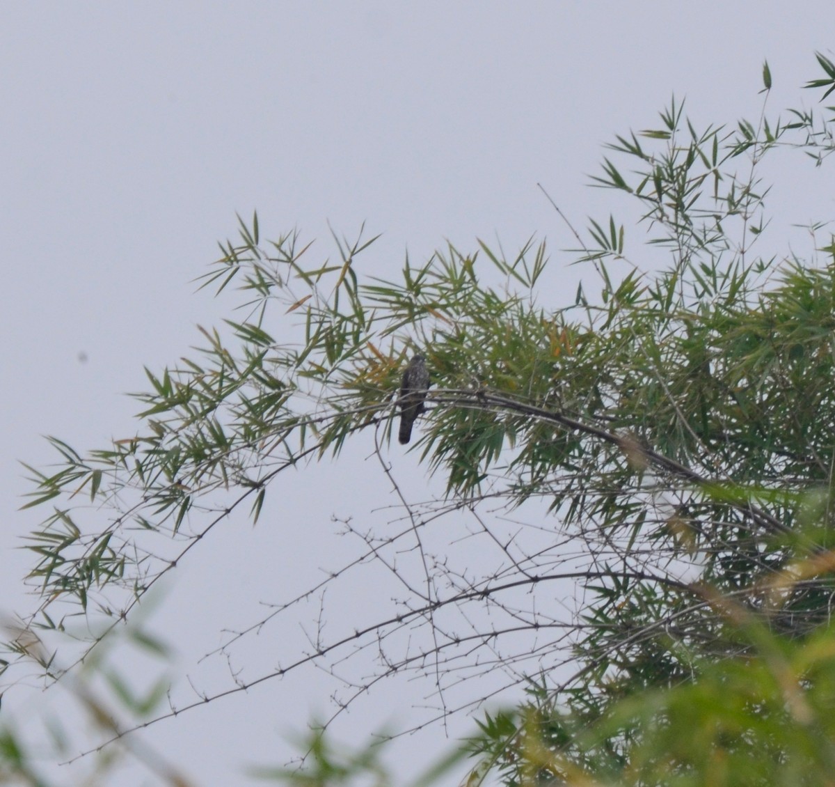 Shikra - ML627898895