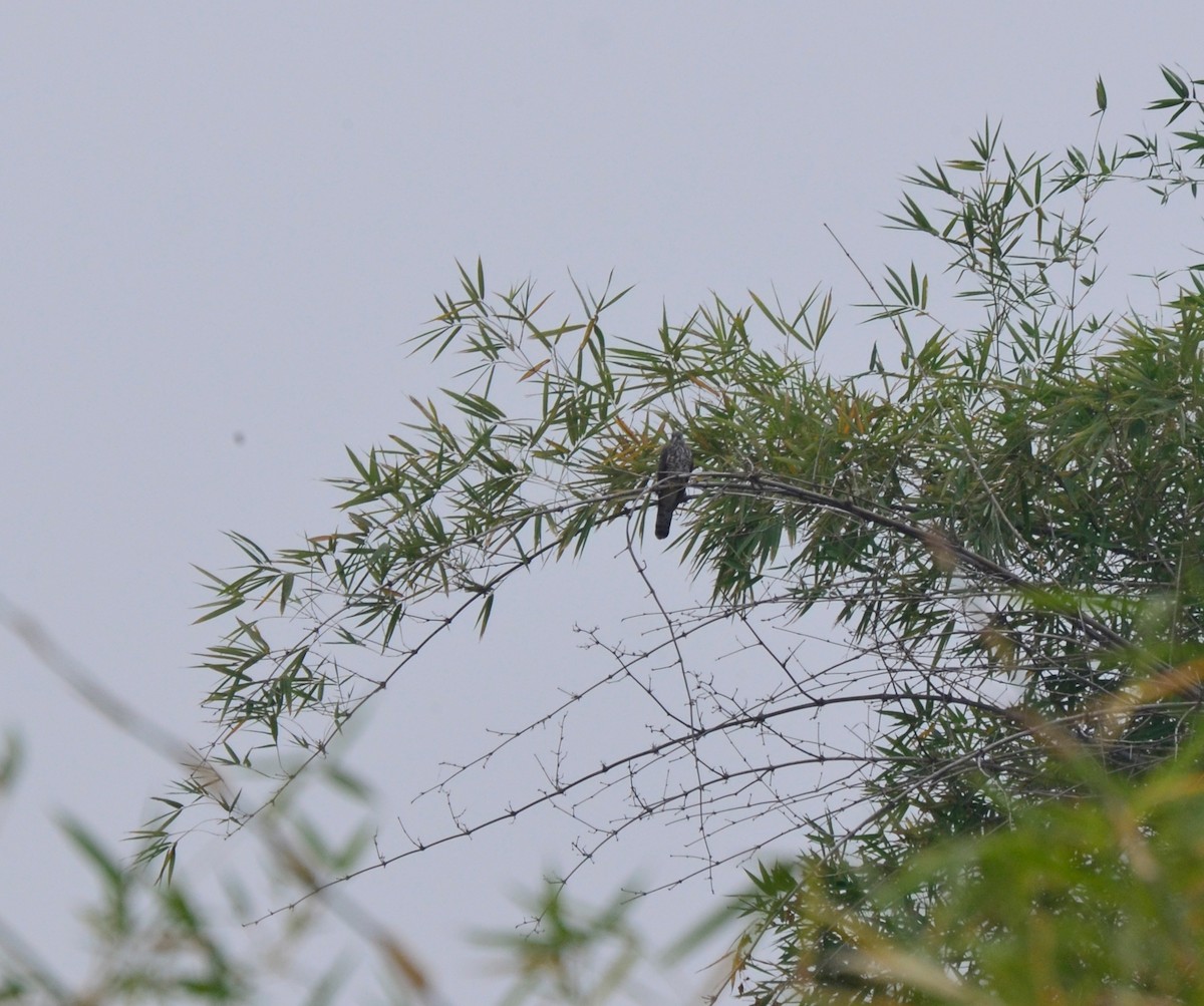 Shikra - ML627898896