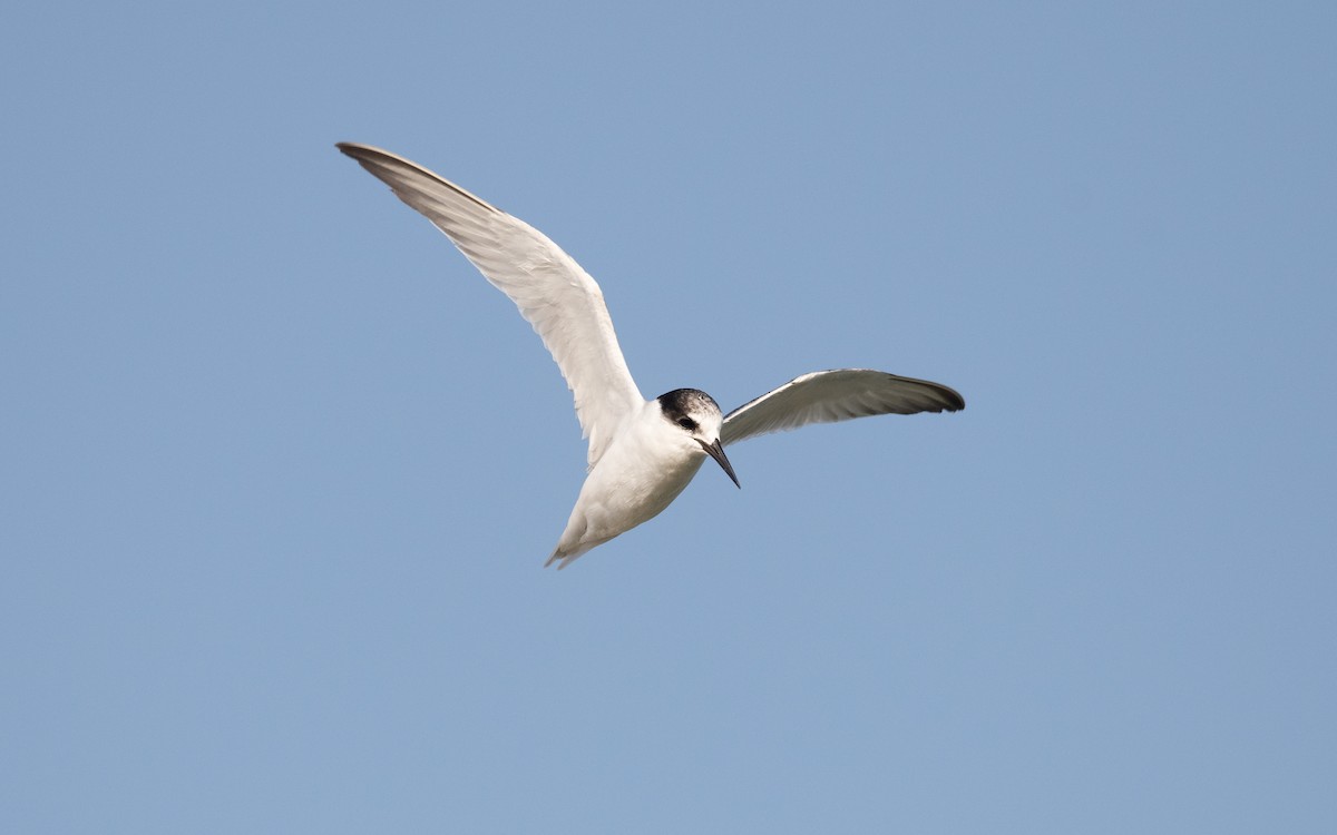 Little Tern - ML627898906