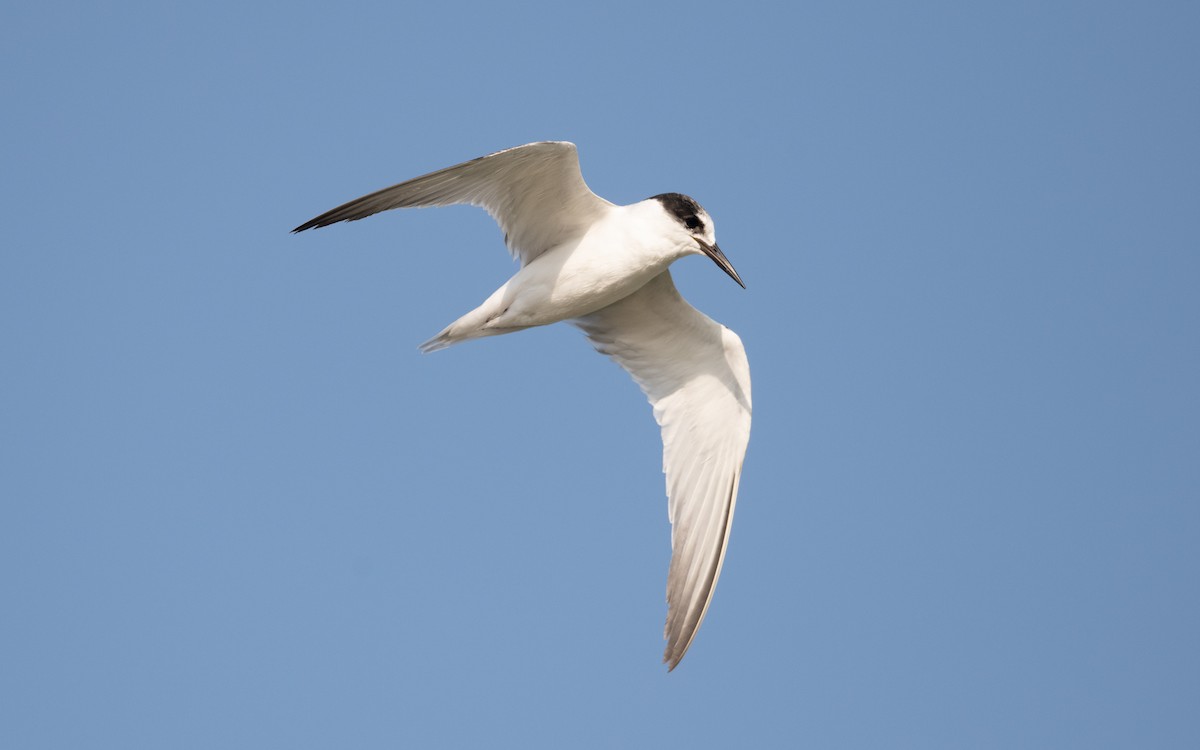 Little Tern - ML627898907