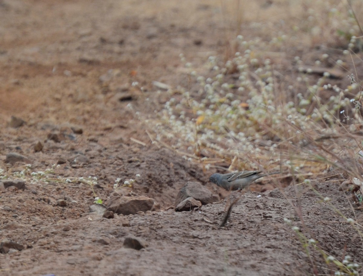 Gray-necked Bunting - ML627898913