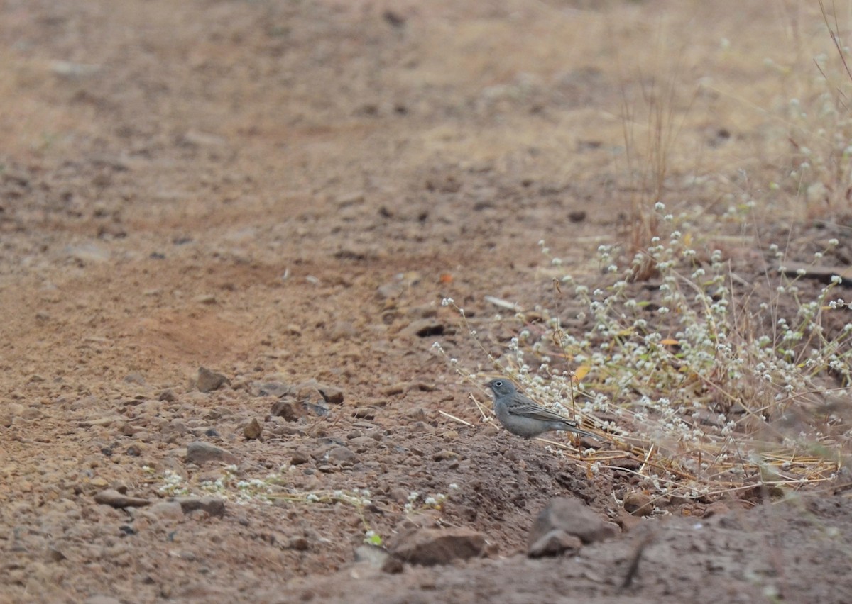 Gray-necked Bunting - jenis patel