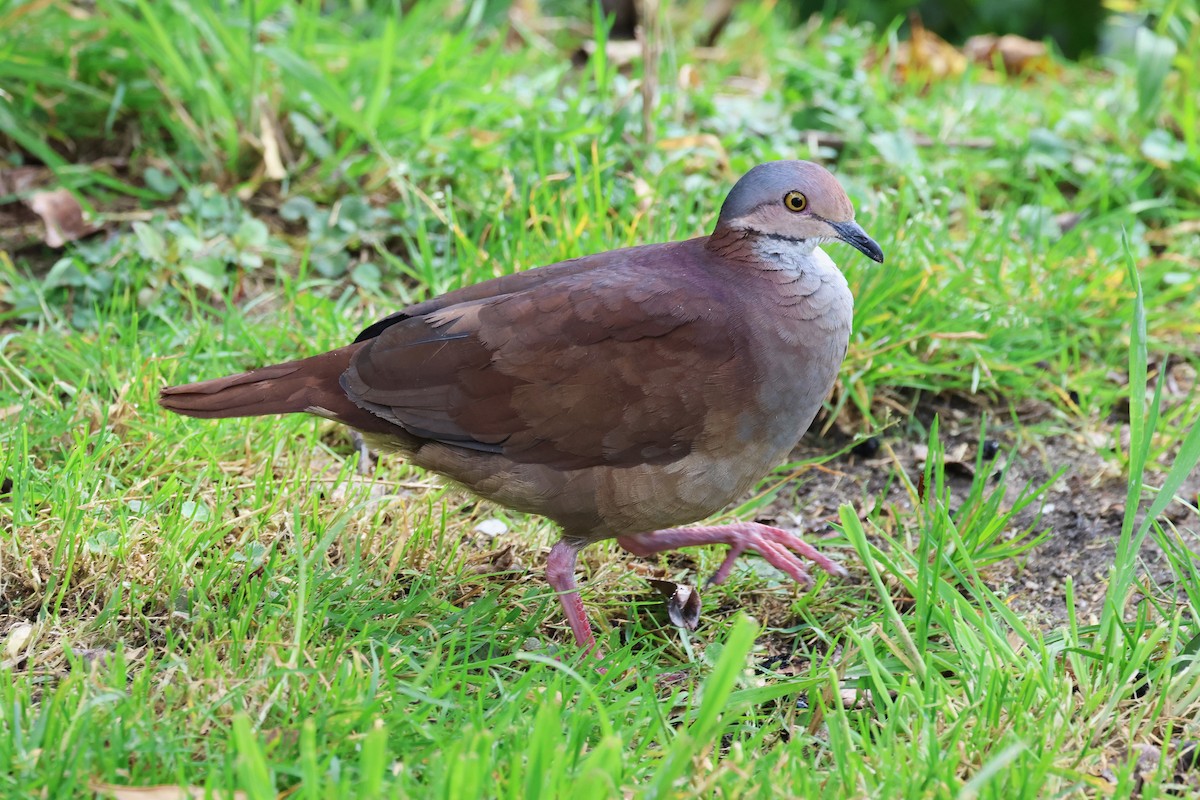 White-throated Quail-Dove - ML627898946